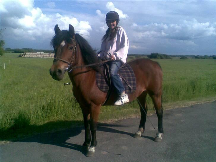 New Forest Starlight - Starlight og bella billede 14