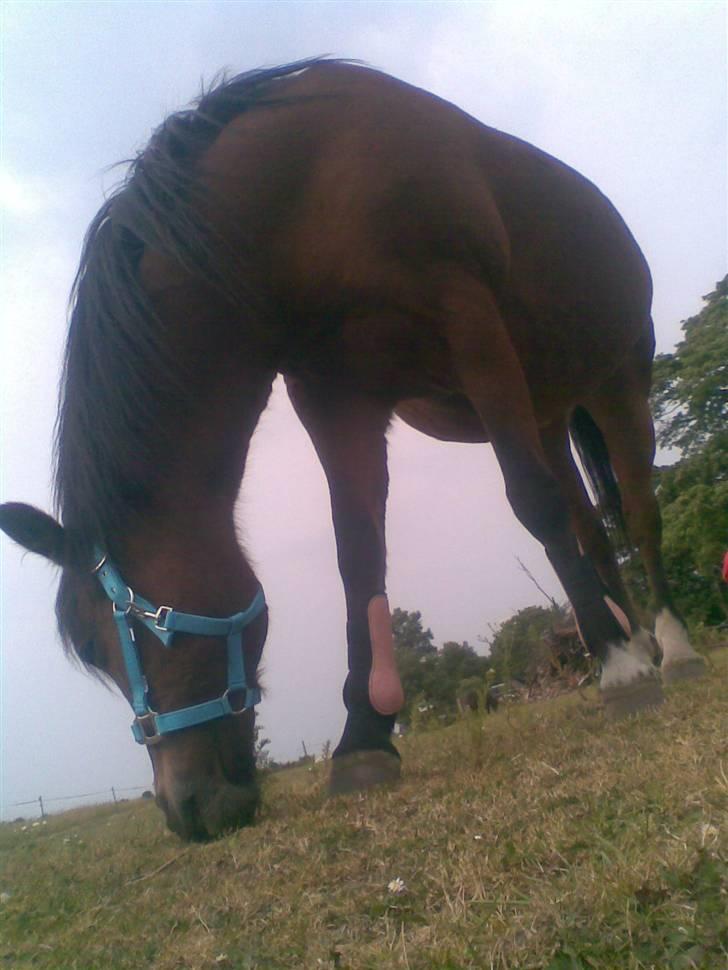 New Forest Starlight - hehe billede 15