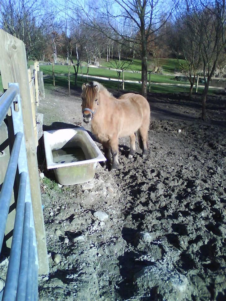 Anden særlig race Fanny - Mmh vand :D billede 14