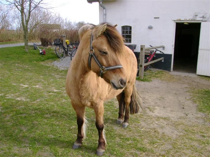 Anden særlig race Fanny - Træt Fanny ? :)<3 billede 15