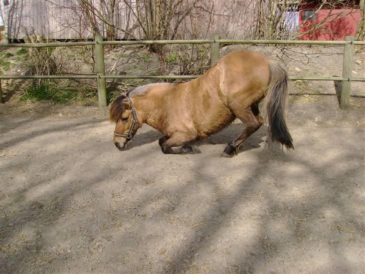 Anden særlig race Fanny - SÅ, nu ruller jeg mig :D billede 16