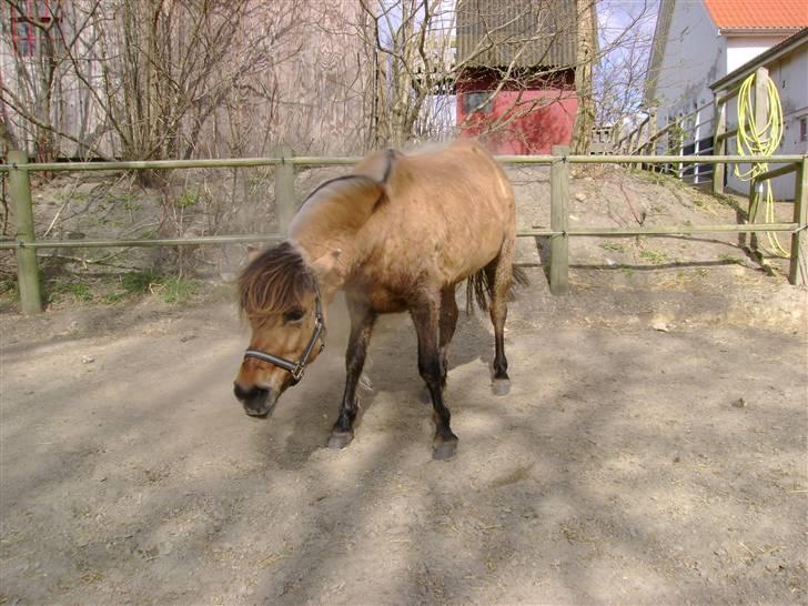 Anden særlig race Fanny - Puha ! Ryste ryste ! billede 17