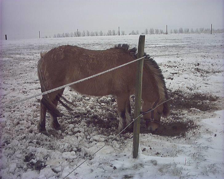 Anden særlig race Fanny - Fanny min lille bamse :) Tyk vinterpels og lidt for lang man :D men åh så smuk og djelig :) billede 18