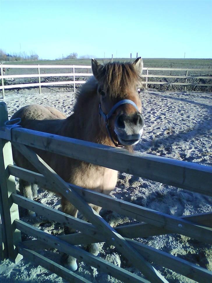 Anden særlig race Fanny - Fanny <3 billede 19