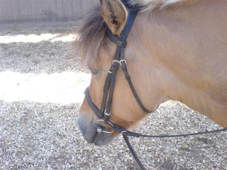 Anden særlig race Flora Danica - ´Det er hårdt at ride med Anna´ Foto: Mig billede 7