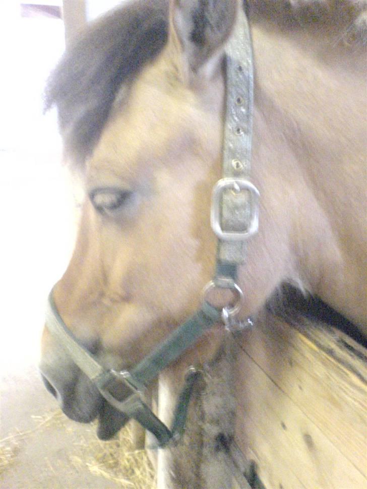 Anden særlig race Flora Danica - Ponze i sin boks... Lige inden ridning! Foto: Mig billede 8