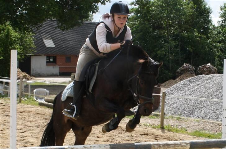 Anden særlig race skipper *Pensioneret - spring hjemme, (: billede 9