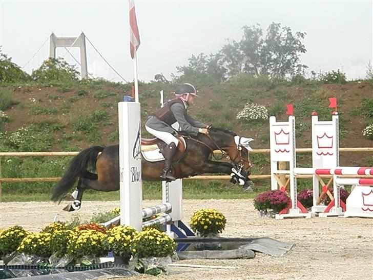 Welsh Pony (sec B) Bjerregård´s Felix B-pony - Velkommen til Felix´s profil <3 :b Her ses han over vandgrav til Dm (´: total yndlingsbillede!!!<3<3<3<3<3<3<3 billede 1