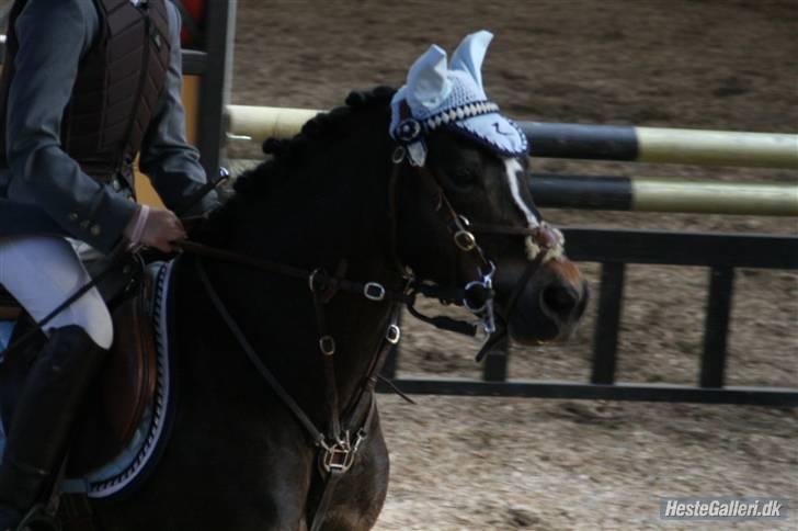 Welsh Pony (sec B) Bjerregård´s Felix B-pony - Hans skønne hovede :* ILY ever troldebasse! <33333 (LLLLL´ billede 3