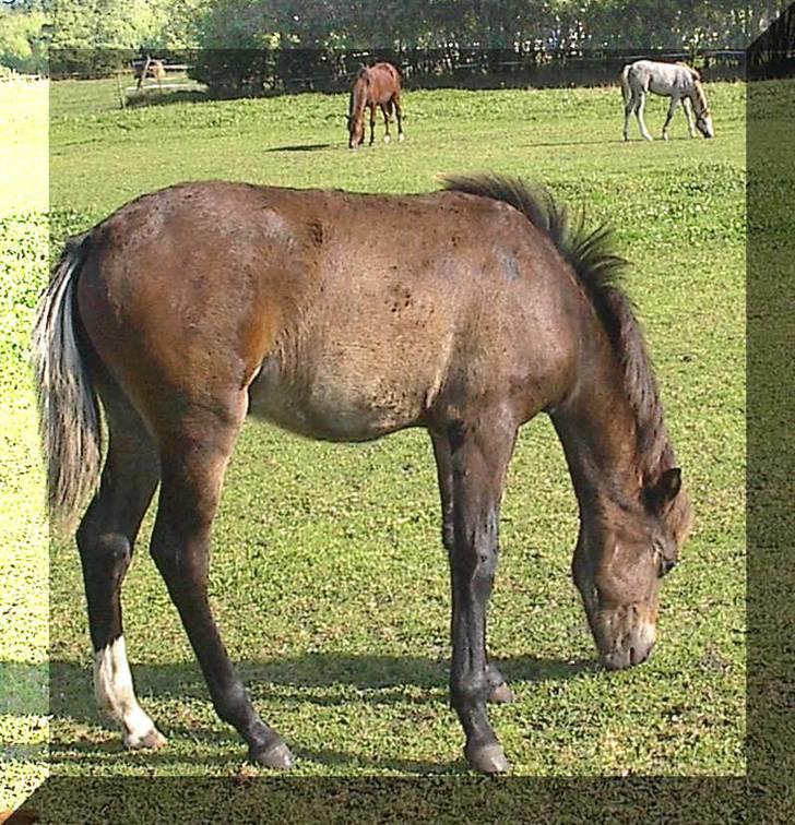 Welsh Pony (sec B) Bjerregård´s Felix B-pony - Felix som føl    ;b billede 4