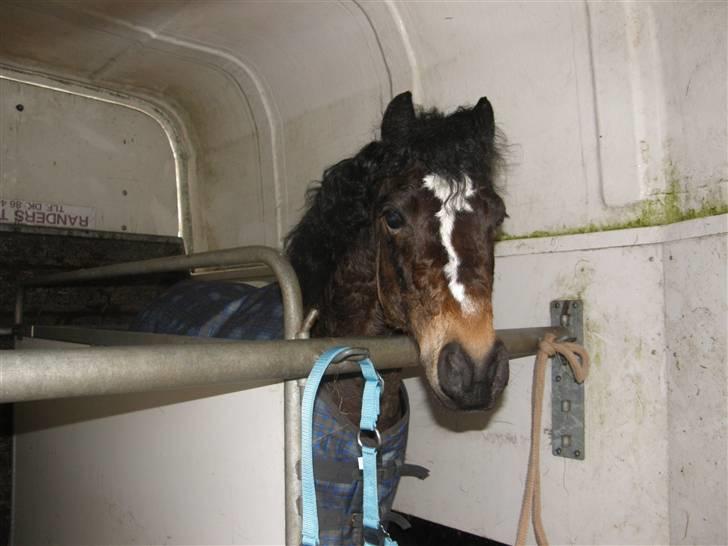 Welsh Pony (sec B) Bjerregård´s Felix B-pony - Krøller ? haha han har lige fået rosenknopperne pillet op :D<3 efter b-stævne i Herning <33 billede 6