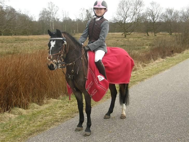 Welsh Pony (sec B) Bjerregård´s Felix B-pony - Landsstævne i Herning <333 ;-*(LLLLL´ billede 7