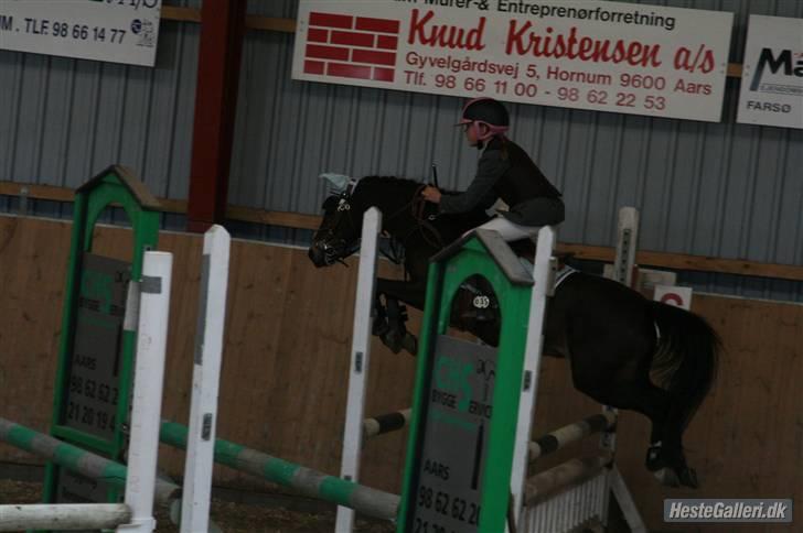 Welsh Pony (sec B) Bjerregård´s Felix B-pony - Flyvende Felix  ;b<33333333333 billede 8