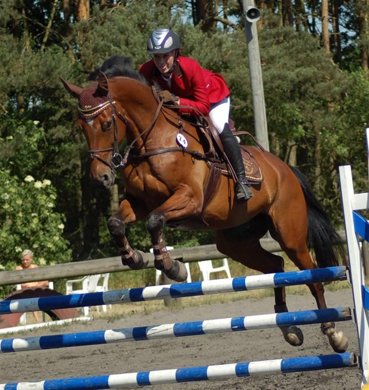 Dansk Varmblod Amanda billede 1