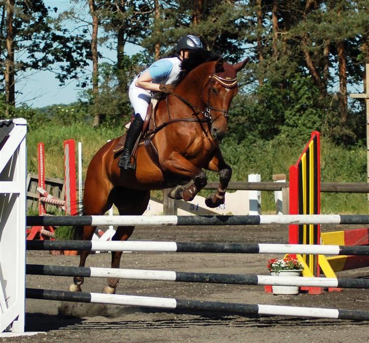 Dansk Varmblod Amanda billede 2