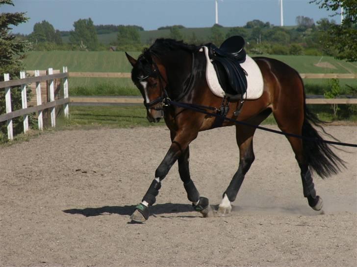Dansk Varmblod Chopin - I longe (: smukke dreng <3 billede 14
