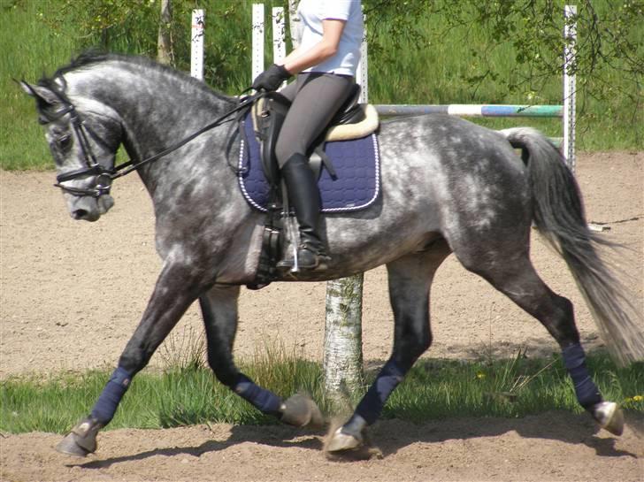 Dansk Varmblod  Skovly´s Herbert - Hverdags-træning maj 2008 billede 11