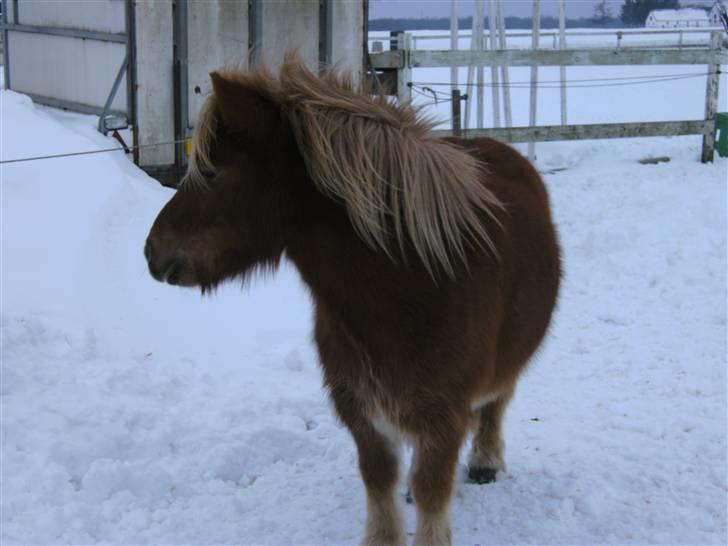 Shetlænder seven eleven *Solgt* - han er da blevet fin den lille bamse :D billede 6