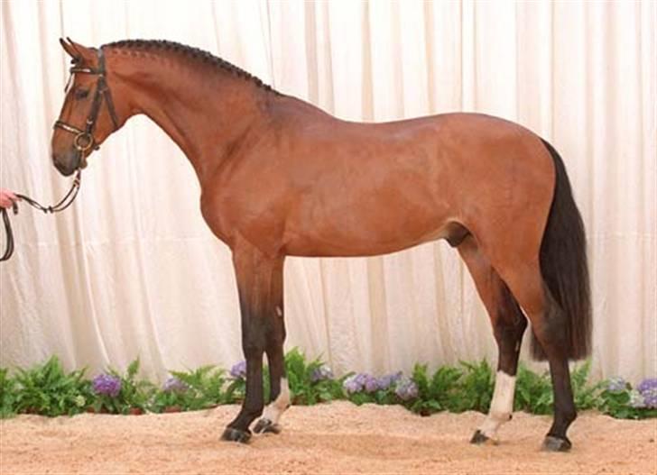 Dansk Varmblod Chopin - Cape Town S. - Chopins far. De ligner hinanden utrolig meget i bygning. billede 17