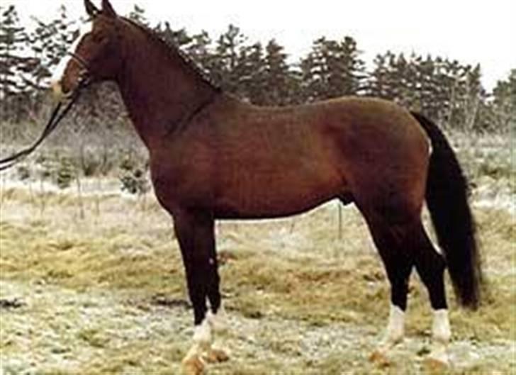 Dansk Varmblod Chopin - Resident - Chopins Morfar. billede 18
