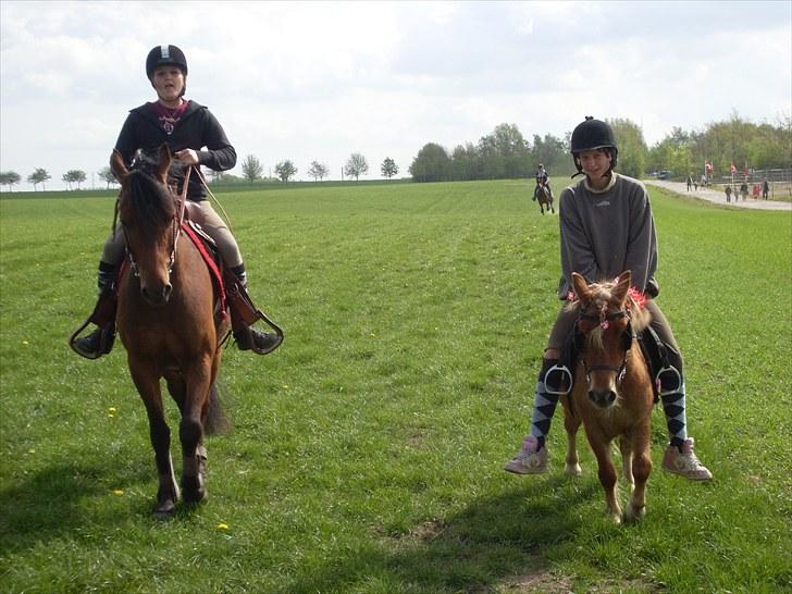 Shetlænder seven eleven *Solgt* - efter galop tur på marken på hans 5 års fødselsdag  billede 11