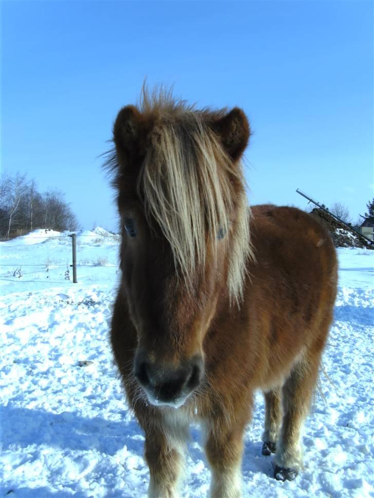 Shetlænder seven eleven *Solgt* - min lille Bamse <3  billede 16