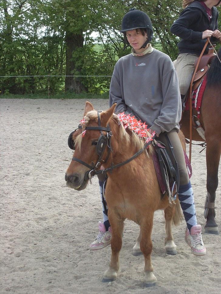 Shetlænder seven eleven *Solgt* - seven på hans 5års fødselsdag :) med flag i man, hale og pandelok :)  billede 20