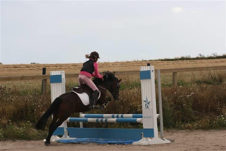 DSP Smedestedet's Kiwi - Træning. billede 16