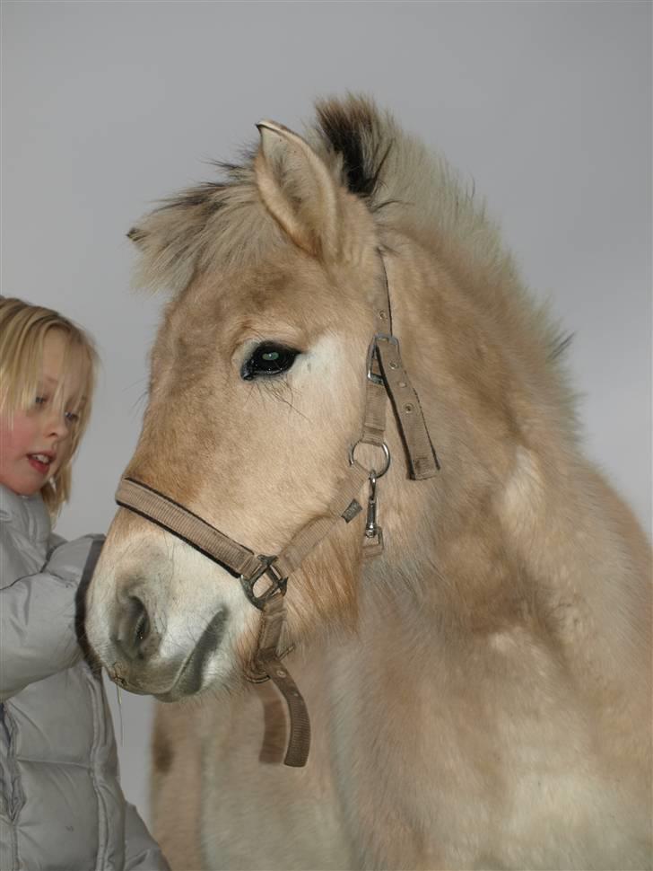 Fjordhest skovfryds My <33 Halsnæs - Myssen´ Lige gerne en kommentar og en bedømmelse :D billede 1