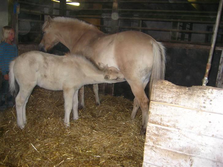 Fjordhest skovfryds My <33 Halsnæs - My og Mizty billede 2
