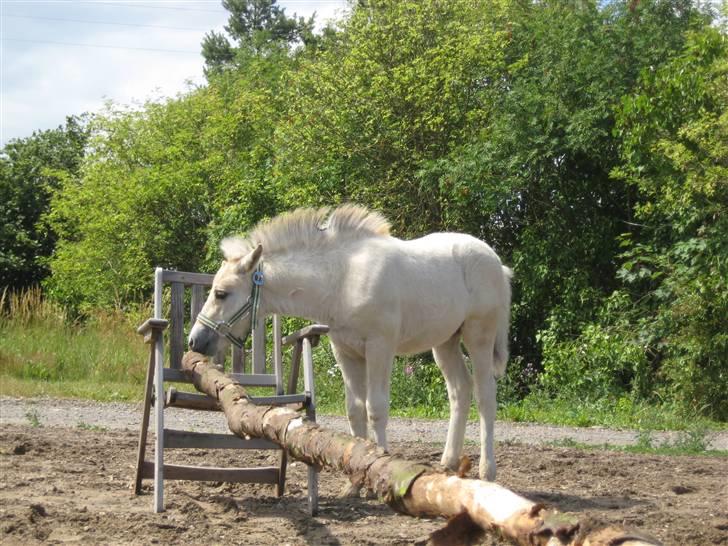 Fjordhest skovfryds My <33 Halsnæs - skal man springe over sådan en? nej den smager sikkert godt XD billede 3