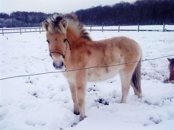 Fjordhest skovfryds My <33 Halsnæs - Myssen i sne´en 2009 :) billede 4