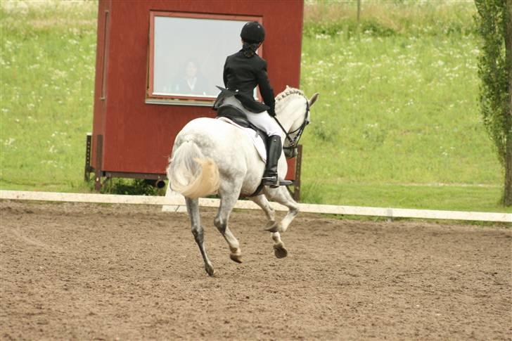 Anden særlig race Koh-I-Noor R.I.P - galop<3 billede 13