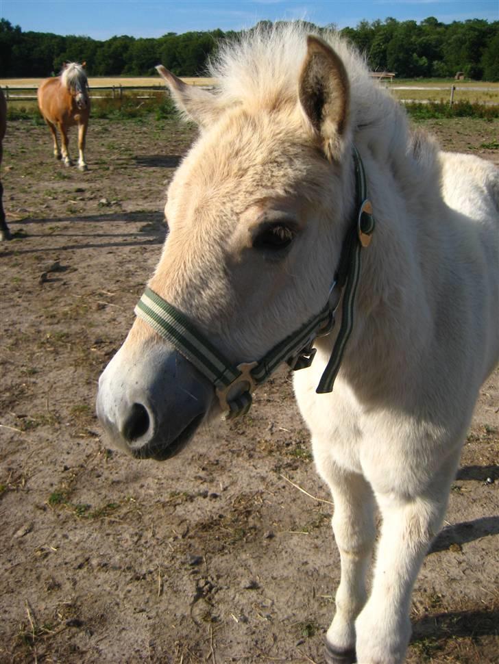 Fjordhest skovfryds My <33 Halsnæs - SMukke, med Onslows´ GRime :P<3 billede 5