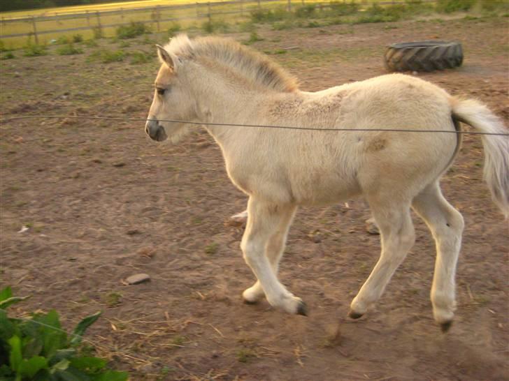 Fjordhest skovfryds My <33 Halsnæs - trav :P billede 6