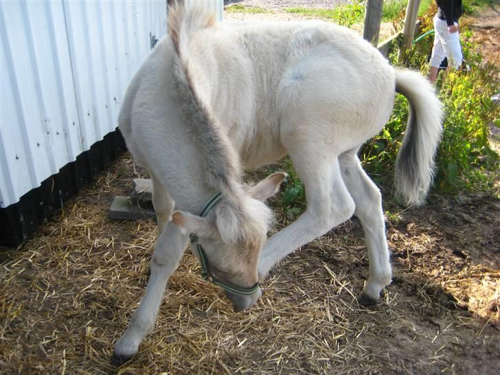 Fjordhest skovfryds My <33 Halsnæs - klør det ? billede 7