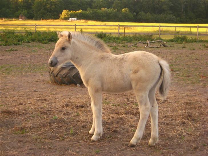 Fjordhest skovfryds My <33 Halsnæs - nuur,  på folden billede 8