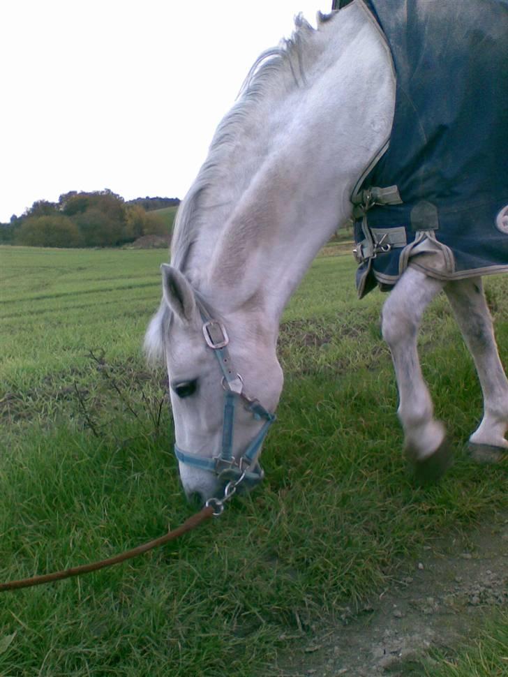 Anden særlig race Koh-I-Noor R.I.P - spiser græs billede 15