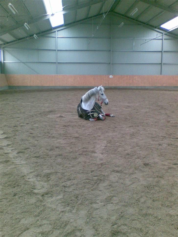 Anden særlig race Koh-I-Noor R.I.P - jeg tager mig lige et lille hvil før jeg rejser mig igen billede 18