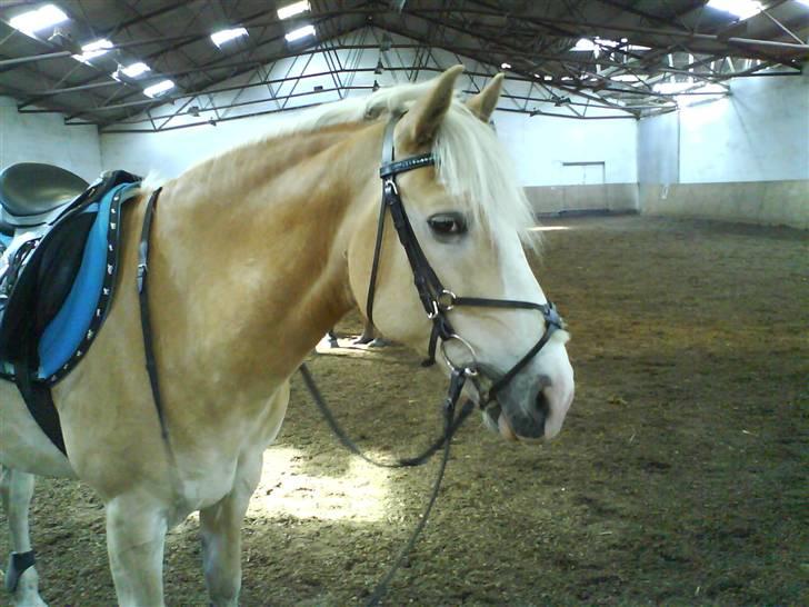 Haflinger sander (Gl. part) - den smukke pony billede 20