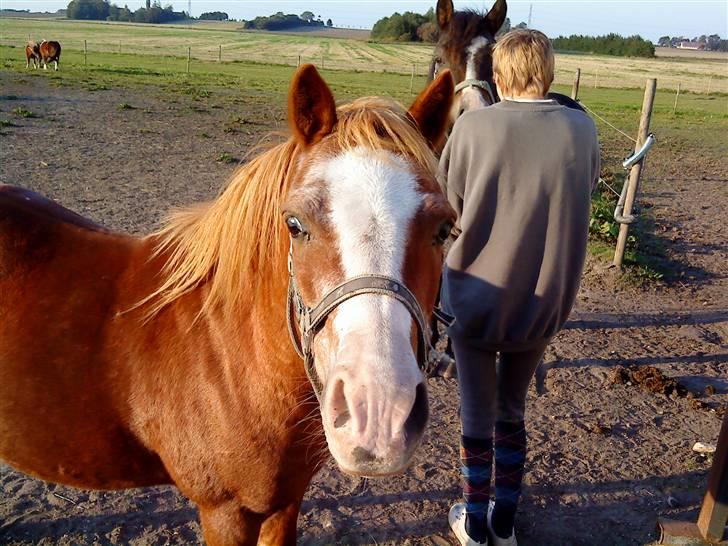 Welsh Mountain (sec A) Bubbly Bubber (soglt) - det er min dejlige pony billede 17