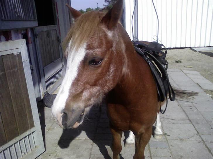 Welsh Mountain (sec A) Bubbly Bubber (soglt) - min pony der stå uden hodetøj på billede 18