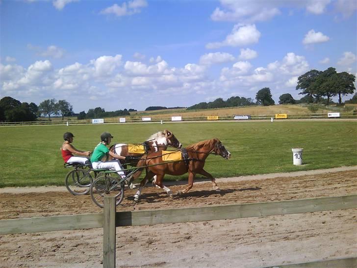 Welsh Mountain (sec A) Bubbly Bubber (soglt) - overhalder lige prins billede 19