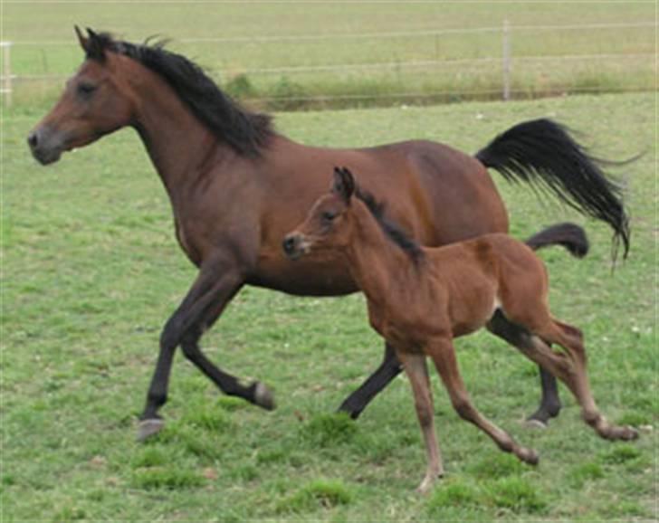 Arabisk fuldblod (OX) Ra faî billede 17