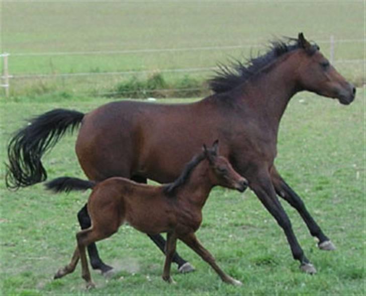 Arabisk fuldblod (OX) Ra faî billede 18