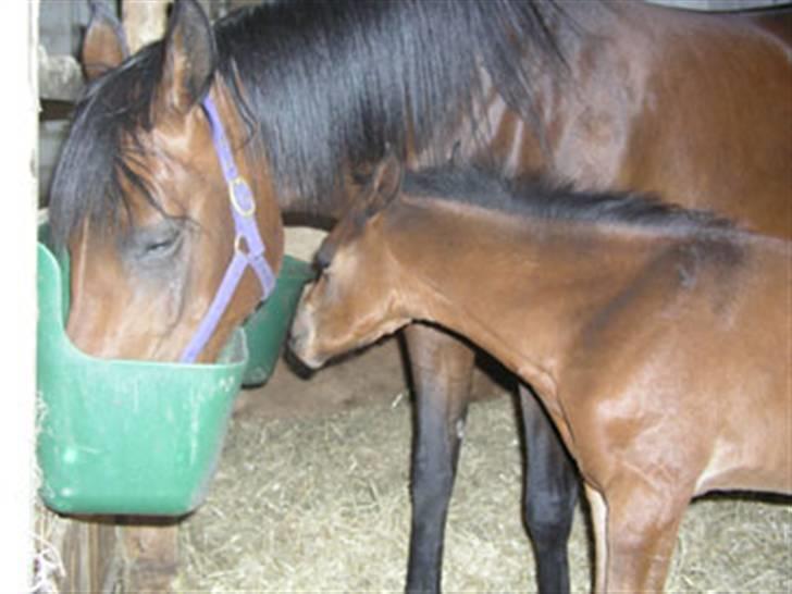 Arabisk fuldblod (OX) Ra faî billede 19