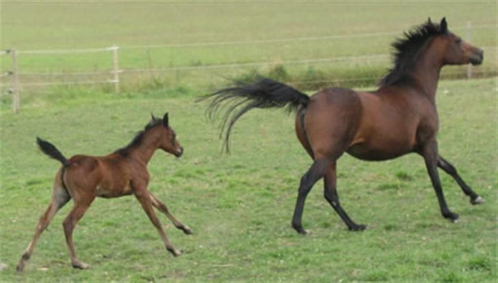 Arabisk fuldblod (OX) Ra faî billede 20