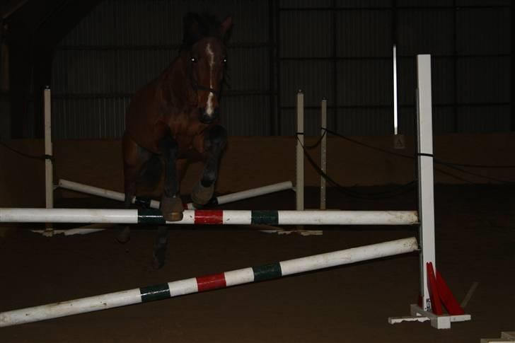 Traver Kalibra Orholm - Løsspring den 29.03.10 Super mule som lidt havde glemt hvordan man skal bruge benene.. <3 billede 20