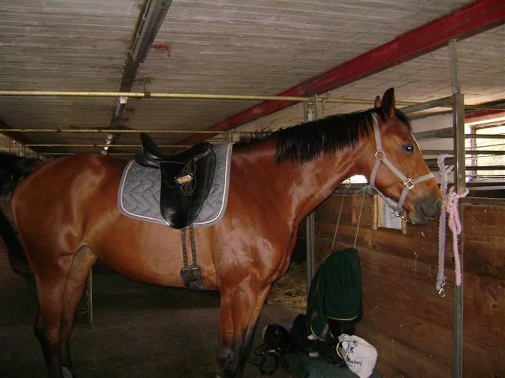 Dansk Varmblod Tjørnelunds Amazing Grace - næsten klar til at ride:) billede 6