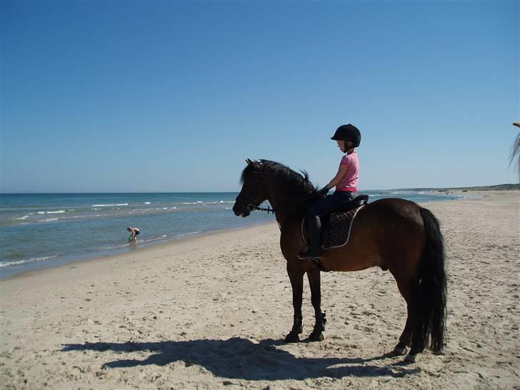 New Forest Spangvads Silas - Mig og Silas på stranden... billede 7